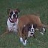 BoxerSooner