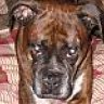 boxermamaNC