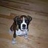 chiboxer