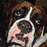 Vargasboxer