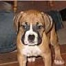 FrankBoxer