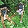 Boxerbabyuk