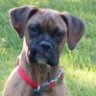 pwilsonct
