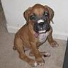 boxermomtoo