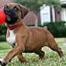 jowls