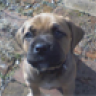 parkersBoxer