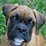 Zoeytheboxer