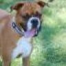 BoxerRiggo