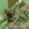 podgie