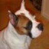 BoxerBaBii