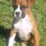 haydenboxer