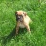 OurFirstPup