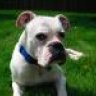 IndyBoxerMom