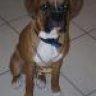 brunomilo