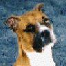 lawdawg534