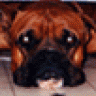 N2Boxers