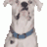 BoxerBuddy