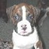 ZDBoxer