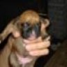 momspuppies