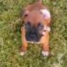 RoxieBaby