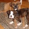 LoveThyDogs