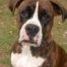 BoxerForPres