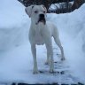 finnboxer