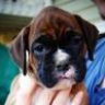 Arya