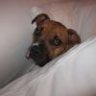Boxerparent