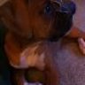 Devil Dog