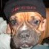 ILBOXERMOM