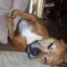 MyXena