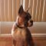 boxerdawg