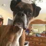 boxerfalls
