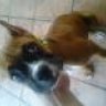 EdBoxer