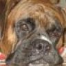 BoxerKay