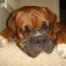 Harv
