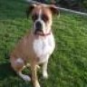 Zoemyboxer