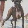 My Boxers' Momm