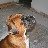 BOXERMAD