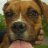 boxercrazy81