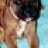 bigskyboxer
