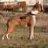 boxerwise