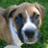BoboTheBoxer