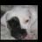 MyDogPhantom