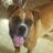 Boxer_Luver