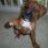 boxer_buddy