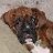 NikoBrindle
