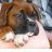 I luv boxers