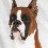 <BOXER>